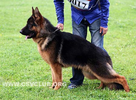 VV5 9017 富力特乌德，Fleetwood von LiaoBei，CSZ141777，犬主：闫志强