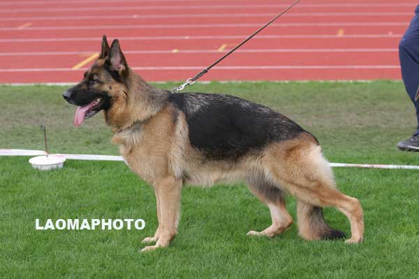 VA4　2011　sz2165390　 Jasmin v. Nieuwlandshof