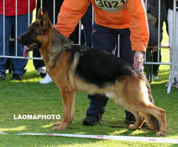 SG3 　3021 　sz2175542 　Tyson vom K?ttersbusch